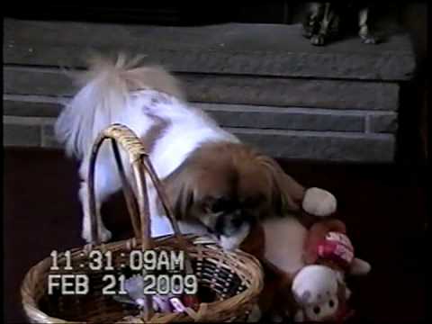 Bruno Puts His Toys Away for Carrots!