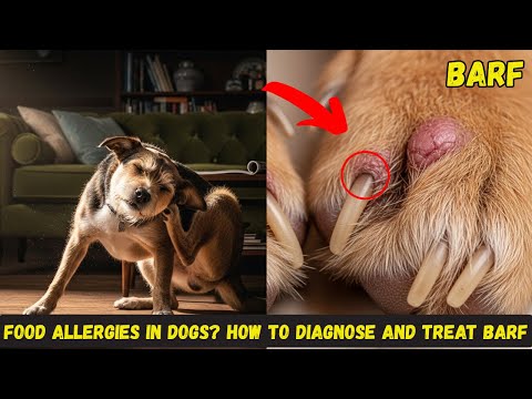 Food Allergies in Dogs? How to Diagnose and Treat BARF – a Complete Step-by-Step Guide