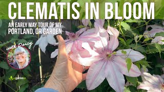 Clematis in Bloom: An Early May Tour of My Portland, OR Garden