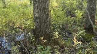 North Carolina (Home In My Heart) By Claudia Church