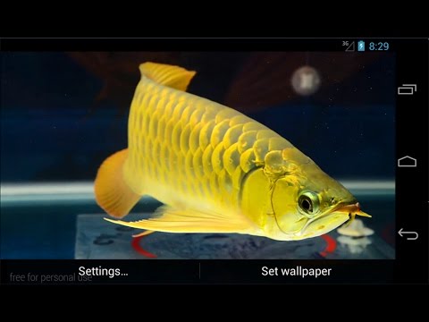 New Arowana Gold LiveWallpaper Video