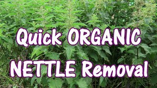 Nettles - ORGANIC Quick Removal