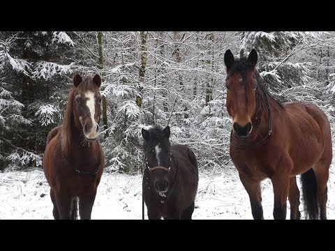 Erster Schnee in 2 0 1 8 - FMA // Unsere Pferde sind frei unterwegs !!