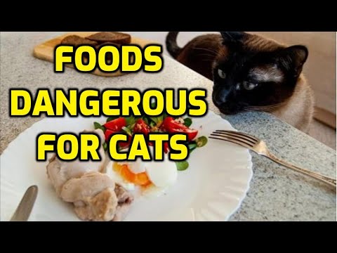 10 Foods Humans Eat That Make Cats Very Sick