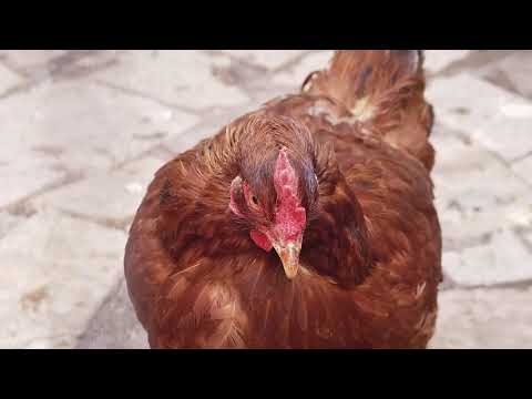 Frag eine Biologin: Biologen Meinung über Legehybriden?