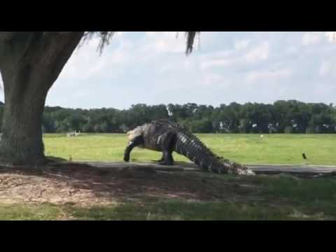Alternate Angle Video Confirms That Yes, That Golf Course Gator Was Fricking Huge