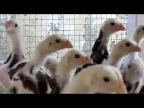 download lagu mp3 mp4 Chochy, download lagu Chochy gratis, unduh video klip Chochy