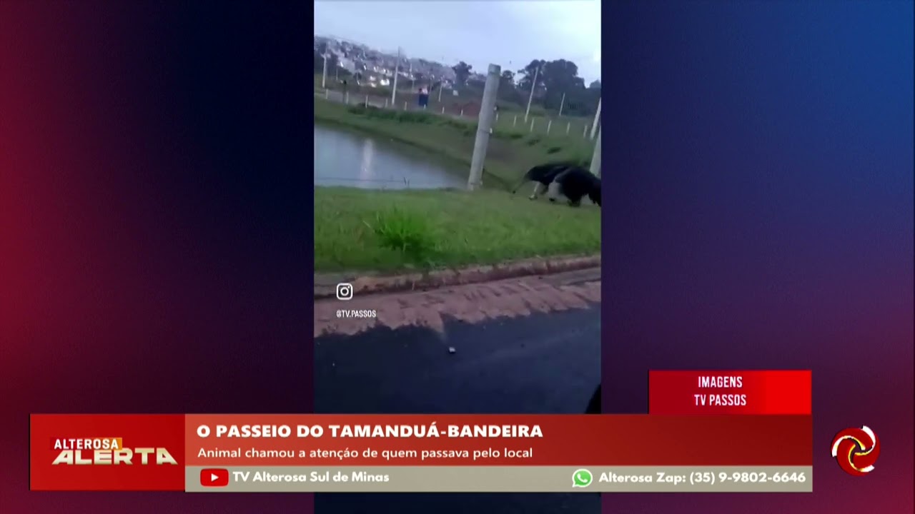 Tamanduá-bandeira é flagrado caminhando tranquilamente em Passos