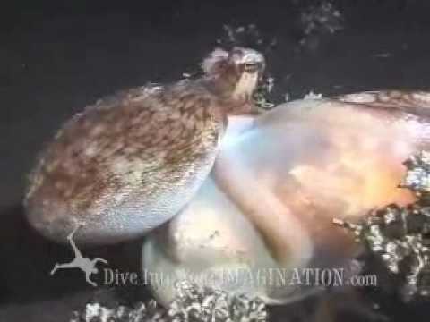 Kids Ocean Movie - "Dive Into Diversity" Sample Chapter - Night Dive - Ocean Products for Kids