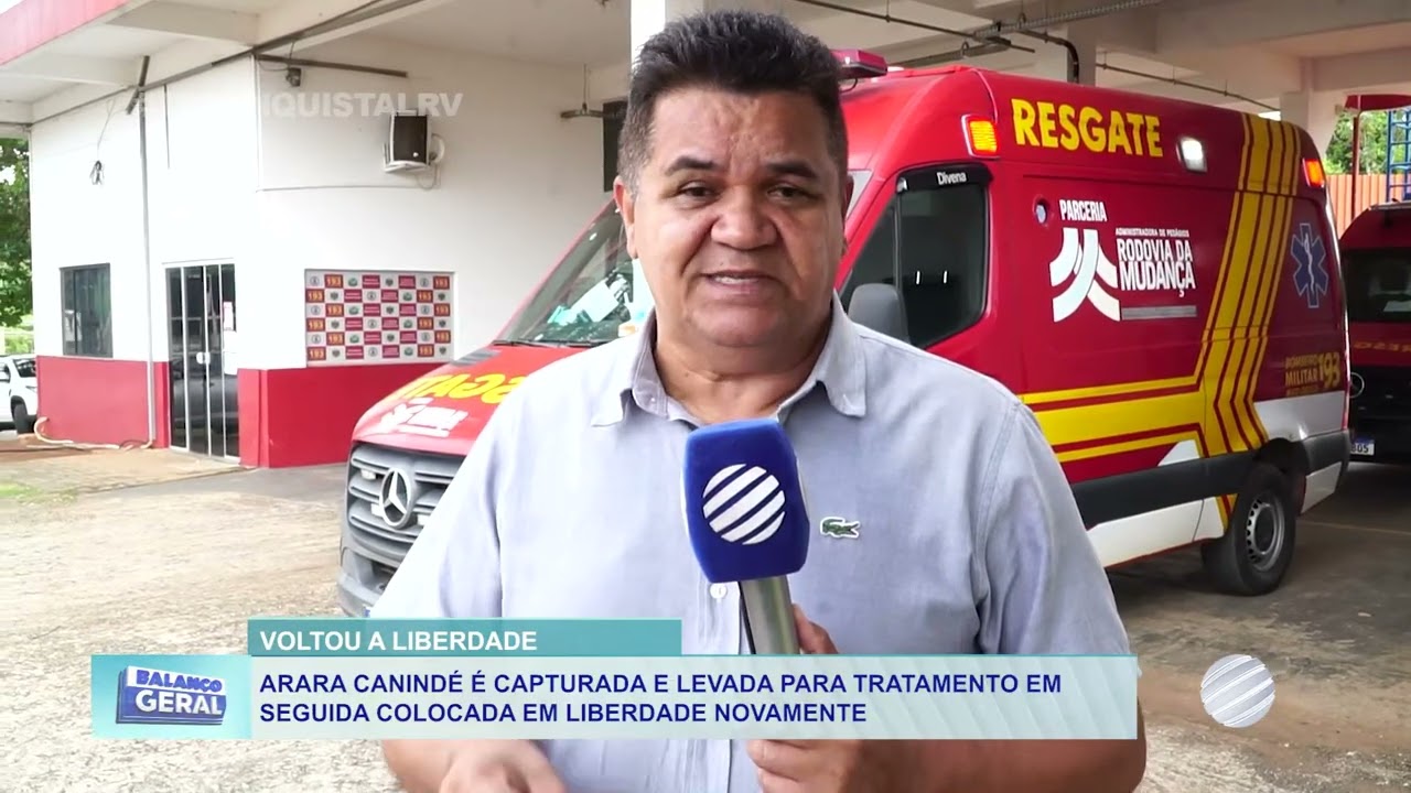 Arara resgatada após acidente em fiação elétrica será devolvida à natureza