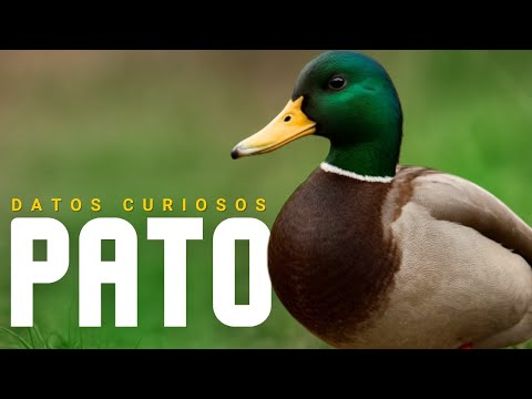 DUCK: THE UNDERESTIMATED ANIMAL THAT WILL WIN YOUR ADMIRATION | Documentary in Spanish