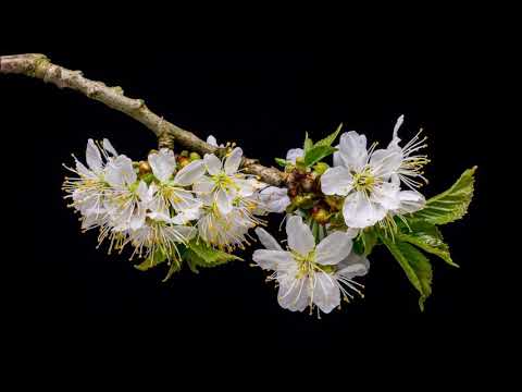 サンディー＆ザ・サンセッツ　ひらけゴマ　Sandii&The Sunsetz / Open Sesami