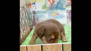 ハーフ犬の動画01