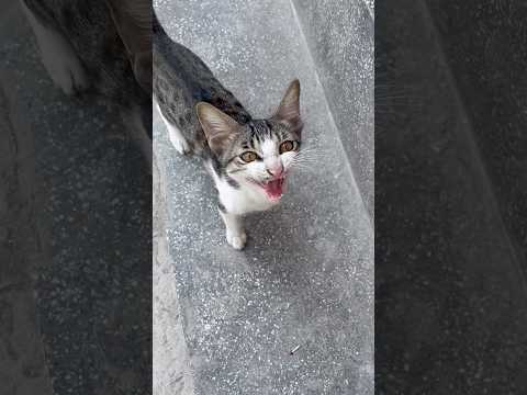 cat video ! cat voice ! cat sound ! cat meowing #shorts #short #youtubeshorts #cat #cats #catsounds