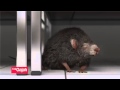 Lem Tikus Lengket Cap Gajah