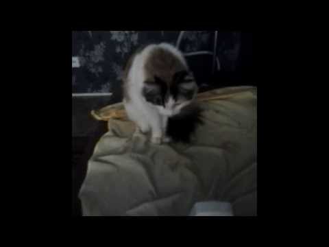 Кошка и метроном(смотреть до конца)