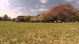 2015-04-09 In the park, Tokyo