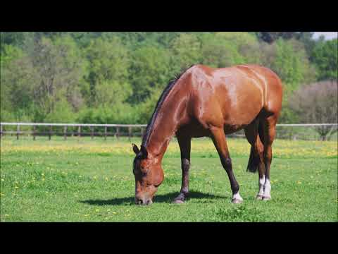 , title : 'Pferde Video für Kinder und Kleinkinder - Kurzes Tiervideo mit Musik - mit Ponys'