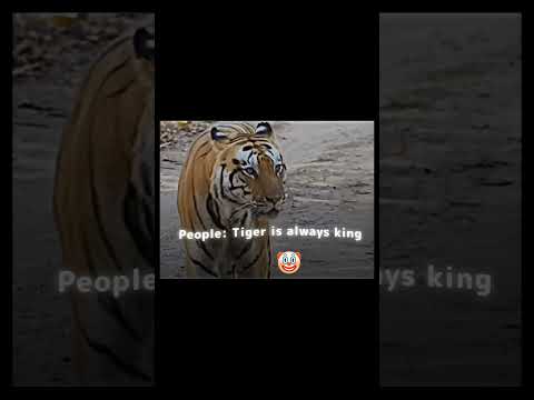 Tiger can beat any lion... Except Scarface #viralvideo #youtubeshorts #viralshorts