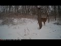 White Tail Deer Foraging In Snow Jan 6 2025 Trail Cam Videos