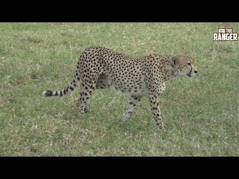 Rare Male Cheetah In Africa Marking Territory With Scent