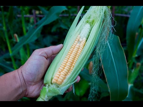 download lagu mp3 mp4 Golden Bantam Improved, download lagu Golden Bantam Improved gratis, unduh video klip Golden Bantam Improved