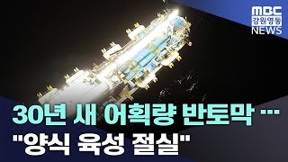 [MBC강원영동] 30년 새 어획량 반토막... 