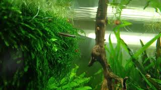 Nannostomus beckfordi fry