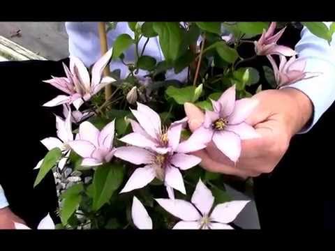 Clematis Samaritan Jo, Raymond Evison® Clematis by Overdevest Nurseries