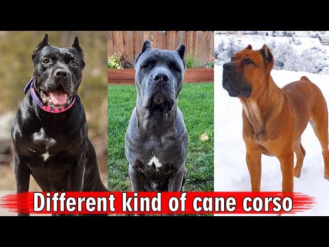 Different kind of cane corso || Cane Corso Dog Breed