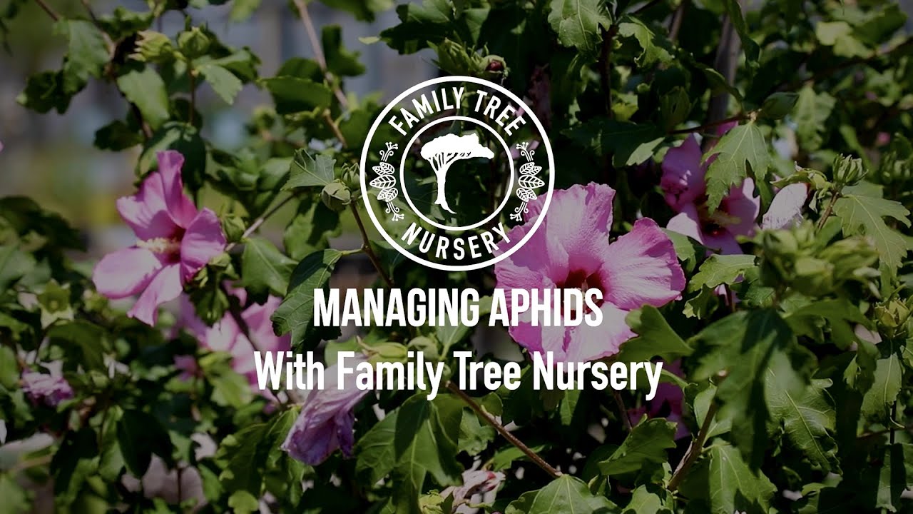 Managing Aphids