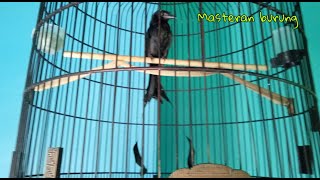 Download lagu Srigunting krantil gacor full isian mp3