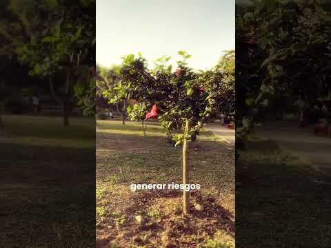 ¡Época de poda en San Pedro! 🌳✂️