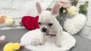 フレンチブルドッグの動画01