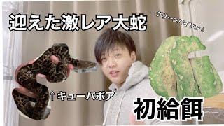 【激レア】大蛇の赤ちゃんに餌やりします！#キューバボア#グリーンパイソン