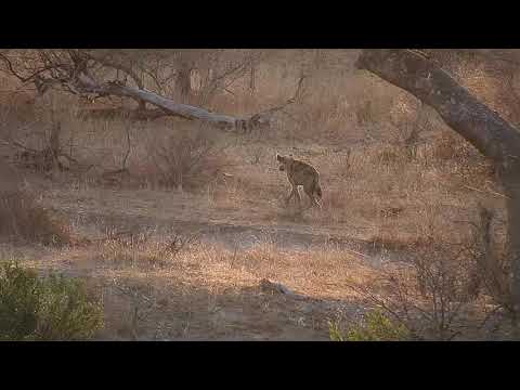 Djuma: Lone Hyena goes across dam wall - 06:37 - 09/04/19