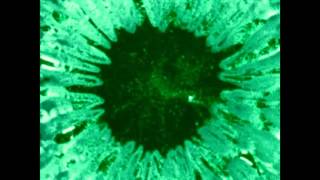 The Heliocentrics - Primitivos