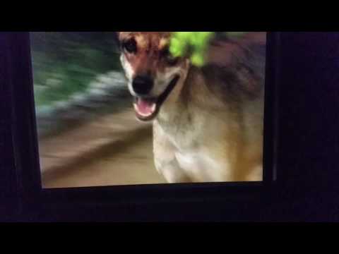 Lokalne wilki, tak jak i koty (zwykłe dachowce) są wyjątkowo ... szczupłe:)