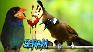 Download lagu masteran tengkek buto vs cililin gacor mp3