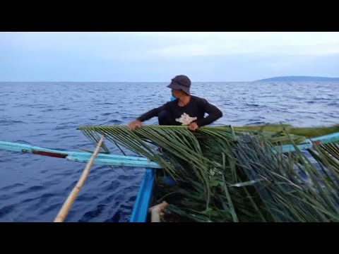 traditional way of Catching GG /handline fishing