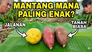 Download lagu JANGAN SALAH TANAM! Ternyata jenis TANAH ini Bikin Rasa Mantang BERBEDA! mp3