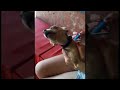 Dramatic Dog Makes Crazy Noise While Being Combed || ViralHog