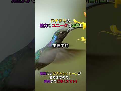 ランポルニス・カスタノベントリス(雌)