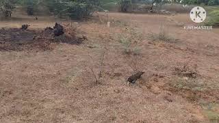  Residential Plot for Sale in Viralimalai, Pudukkottai