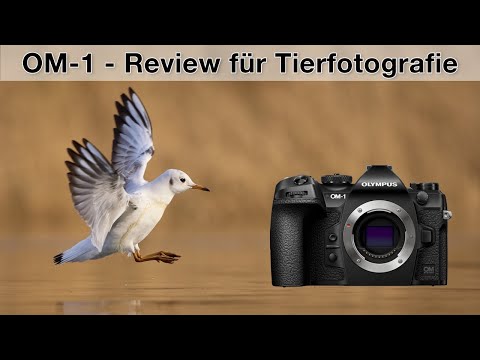 OM-1 for wildlife photographers - My experiences (Review)