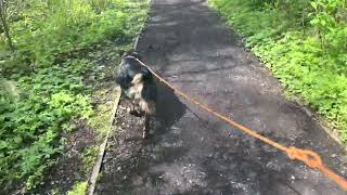 A nice walk at The McLane Creek Nature Trail #nature #washington