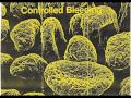Controlled Bleeding - Trunk Time