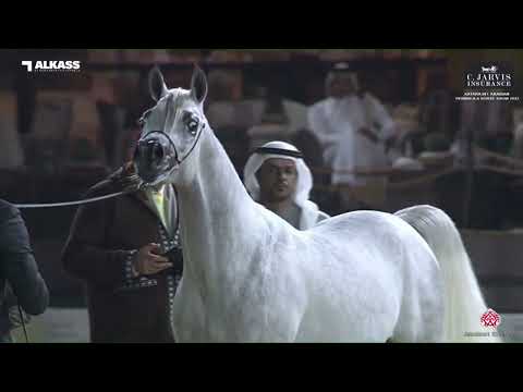 N.103 HATIM AL WAAB - Katara Int. Arabian Peninsula Horse Show 2023 - Colts 3 Years Old (Class 6...