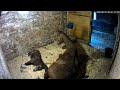 Horse Fart