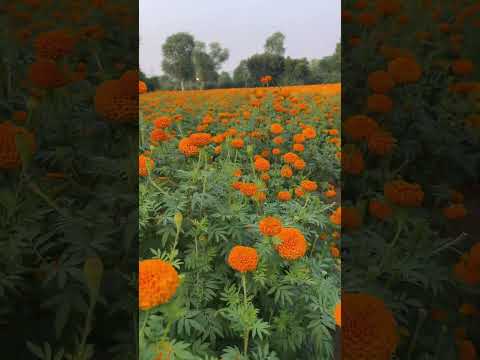Vijeta Indus marigold #farming #kethi
